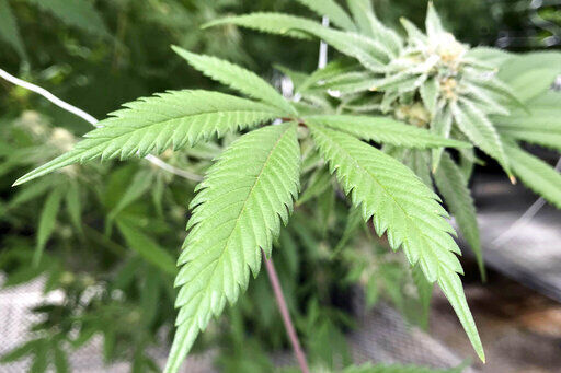 Missouri House takes up marijuana legalization in push to sink ballot question